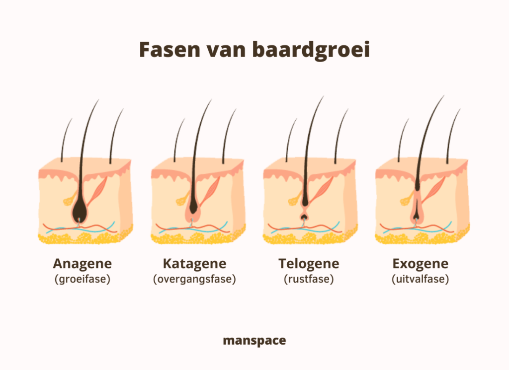 Verschillende fasen van baardgroei